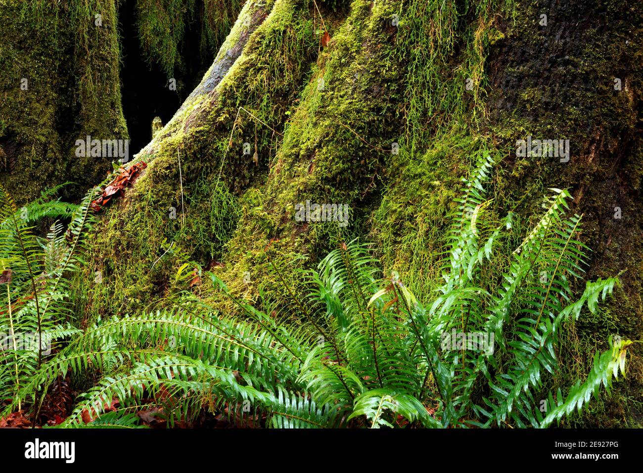 Fougère de l'Ouest (Polystichum munitum) et mousse poussant à la base de l'épinette de Sitka, Hall of Mosses Trail, forêt tropicale de Hoh, Parc national olympique, Banque D'Images