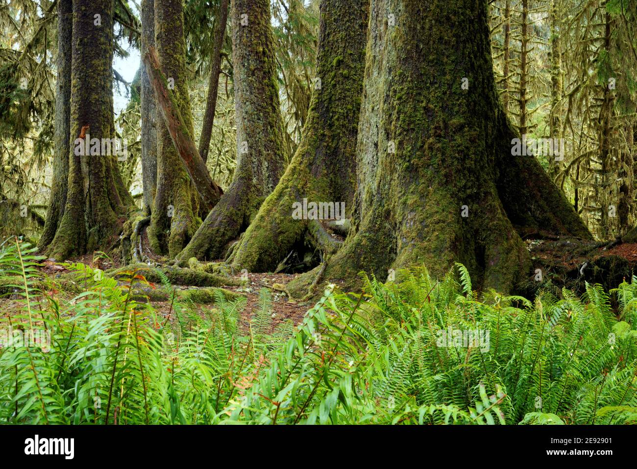 Fougères de l'épée occidentale (Polystichum munitum) et troncs d'épinettes de Sitka qui poussent en ligne sur une bûche d'infirmière déchue, Spruce nature Trail, Hoh Rain Fores Banque D'Images