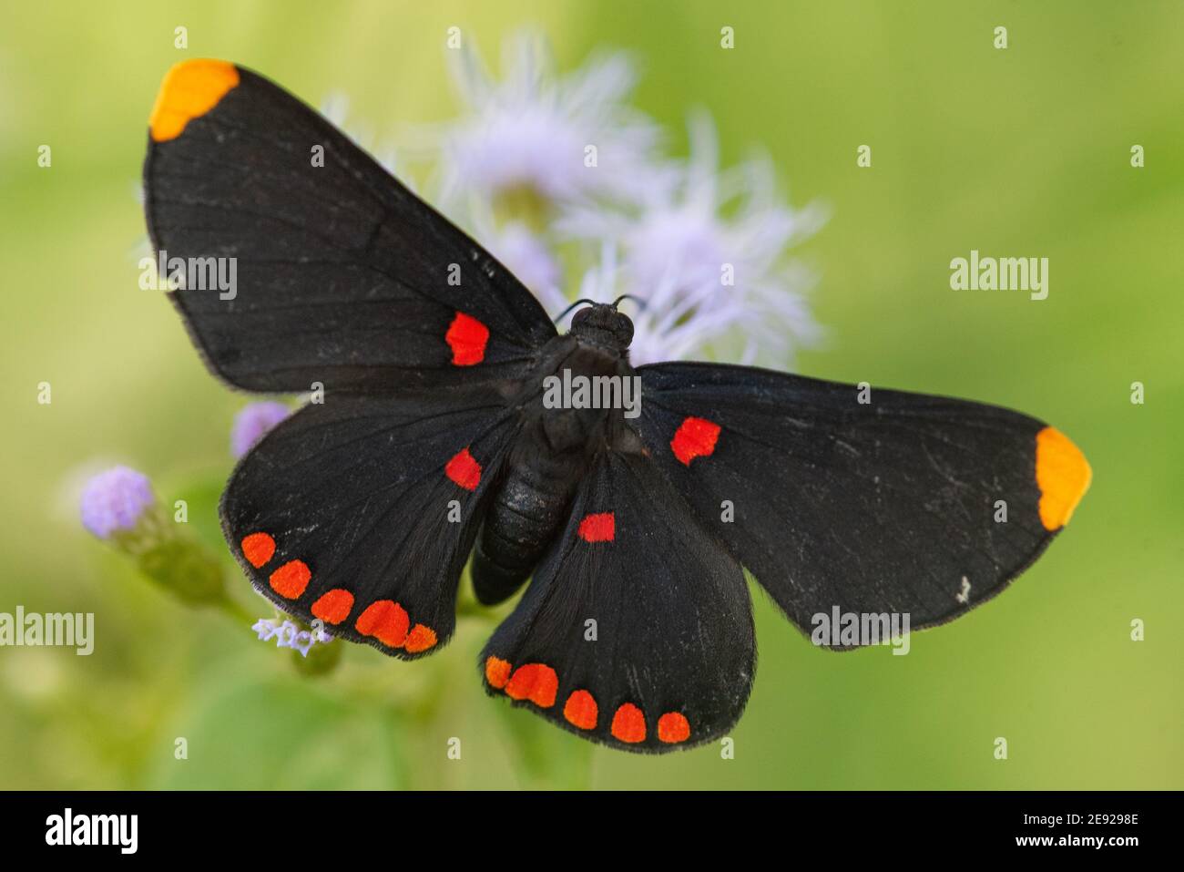 Un papillon Pixie bordé de rouge se nourrissant d'une fleur sauvage dans le LRGV. Banque D'Images