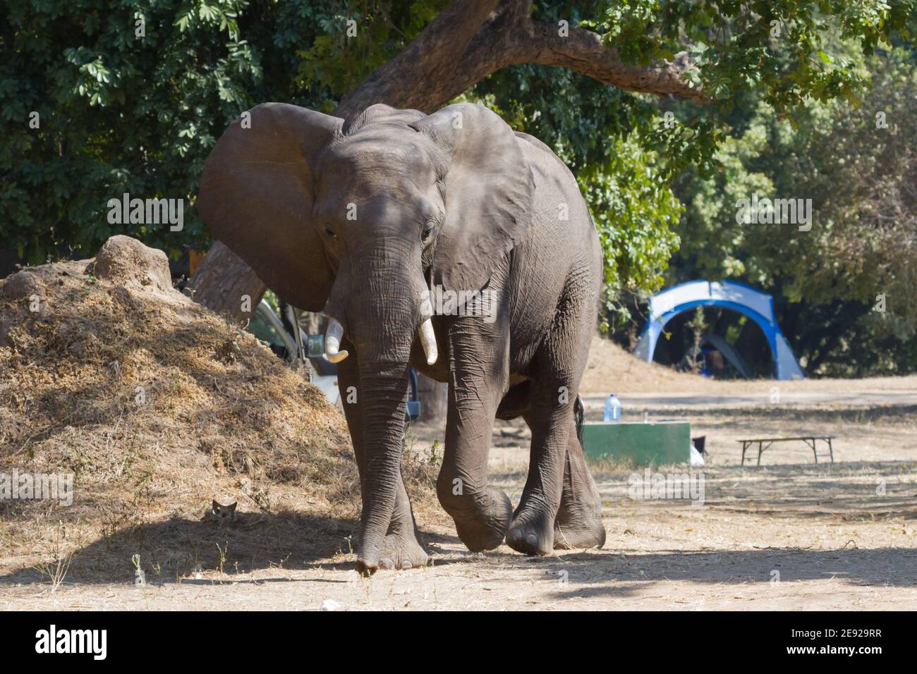 Des éléphants massifs et confiants se balader dans le camping de Nyamepi dans les piscines de Mana Parc national Zimbabwe Banque D'Images