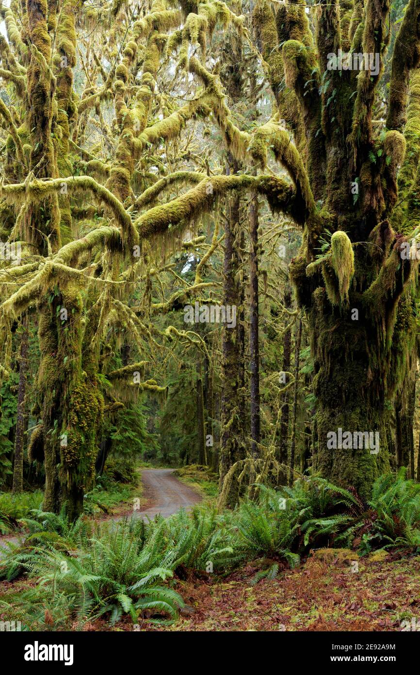 Lower Queets River Road qui traverse une forêt tempérée ancienne, la forêt tropicale de Queets, le parc national olympique, le comté de Jefferson, Washington, États-Unis Banque D'Images