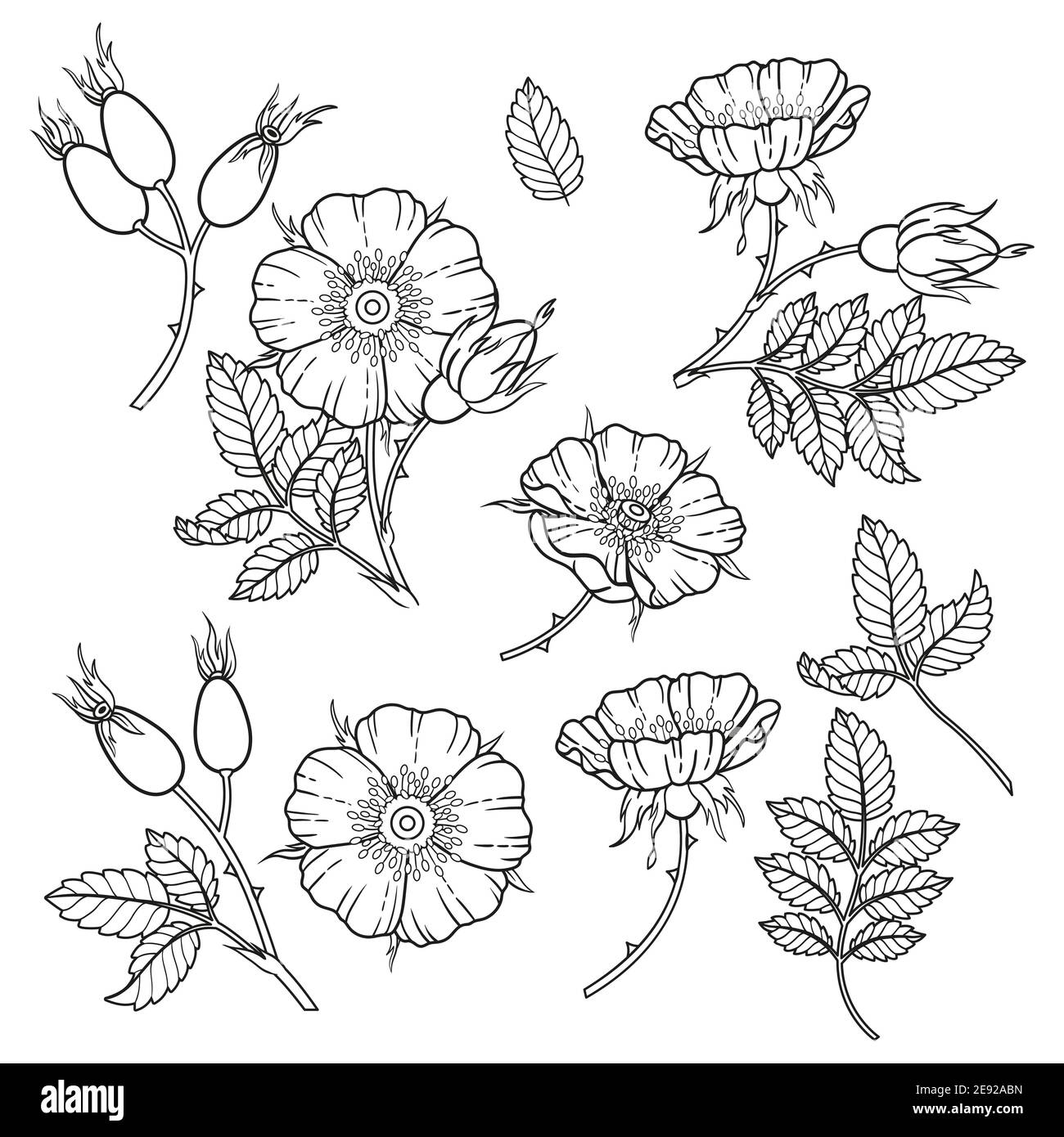 Fleurs, branches et feuilles de rosé de chien. Image vectorielle isolée sur fond blanc. Livre de coloriage pour adultes, éléments pour la conception d'emballages de cosmétiques Illustration de Vecteur