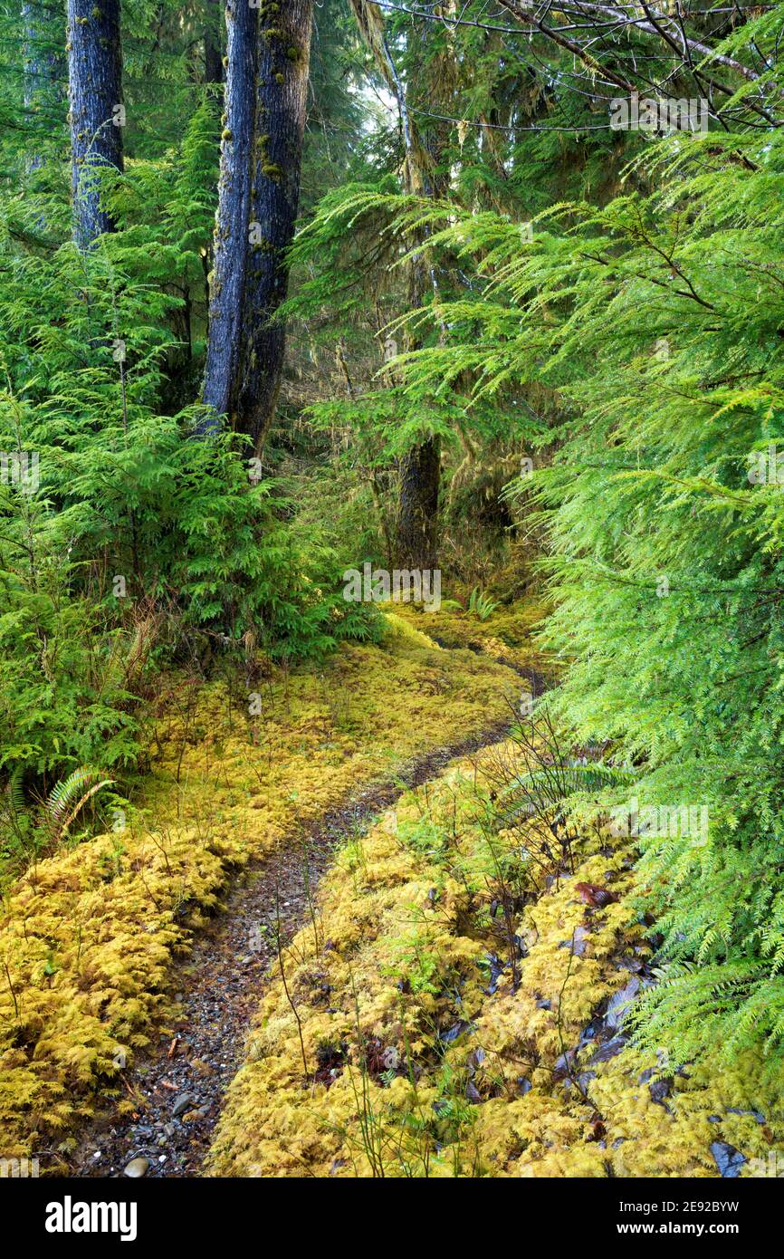 Sams River Loop Trail, qui traverse une forêt tempérée ancienne, la forêt tropicale de Queets, le parc national olympique, le comté de Jefferson, Washington, États-Unis Banque D'Images
