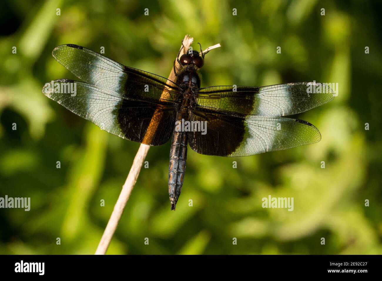 Un papillon Widow Skimmer perché sur une plante en été. Banque D'Images