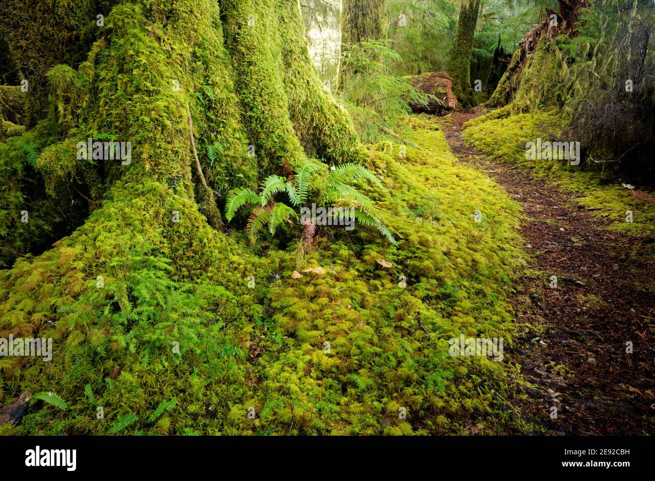 Sams River Loop Trail, qui traverse une forêt tempérée ancienne, la forêt tropicale de Queets, le parc national olympique, le comté de Jefferson, Washington, États-Unis Banque D'Images