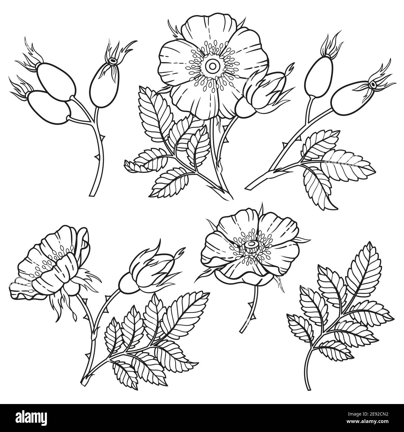 Fleurs, branches et feuilles de rose-Dor. Image vectorielle isolée sur fond blanc. Livre de coloriage pour adultes, éléments pour la conception d'emballages de cosmétiques Illustration de Vecteur