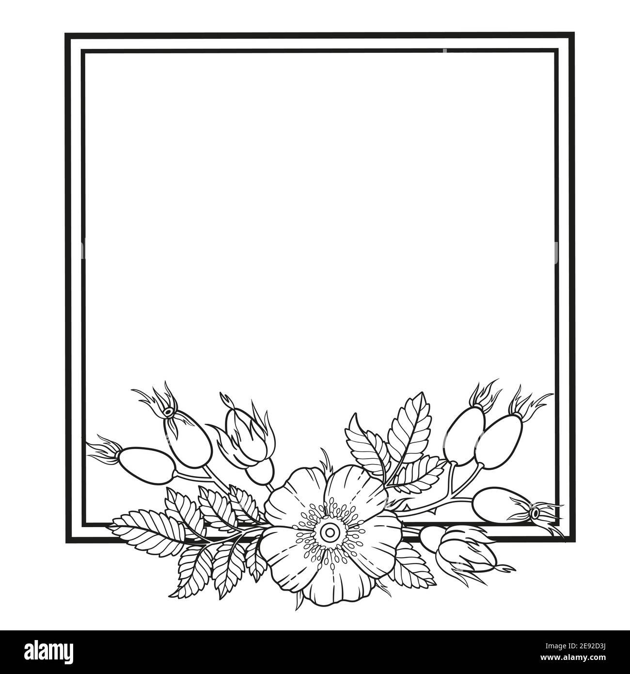 Cadre de fleurs, de branches et de feuilles de rose de chien. Image vectorielle isolée sur fond blanc. Livre de coloriage pour adultes, éléments pour la conception d'emballage de Illustration de Vecteur