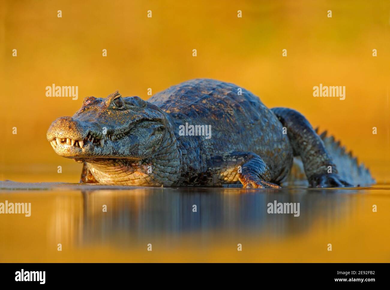 Yacaare Caiman, Pantanal, Brésil. Portrait détaillé du reptile danger. Crocodile dans l'eau de la rivière, lumière du soir. Banque D'Images