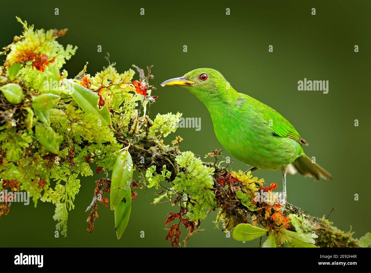 Green Honeyrampante, Chlorophanes spiza, Malachite exotique vert et bleu oiseau forme Costa Rica. Portrait en gros plan d'un animal agréable dans l'habitat. TW Banque D'Images