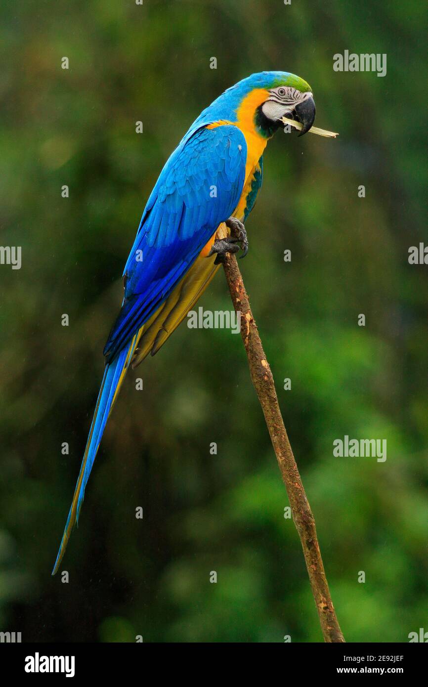 Portrait de la macaw bleu-et-jaune, Ara ararauna, également connue sous le nom de la macaw bleu-et-or, est un grand perroquet sud-américain avec des parties supérieures bleues et yello Banque D'Images