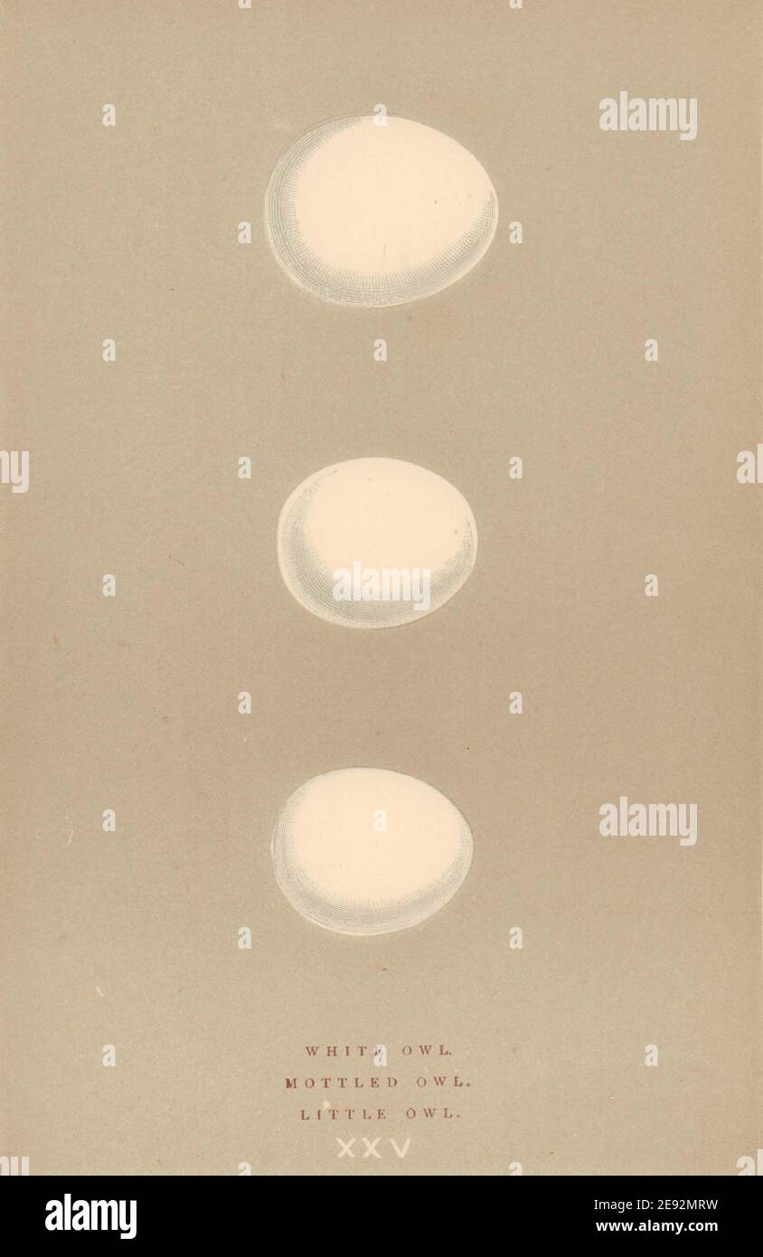 ŒUFS D'OISEAU BRITANNIQUE. Hibou blanc. Chouette tachetée. Petite chouette. MORRIS 1896 vieux imprimé Banque D'Images