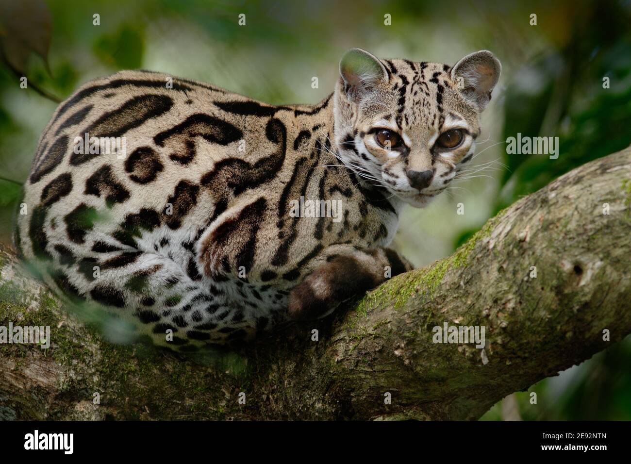 Joli chat margay assis sur la branche dans la forêt tropicale costaricienne. Banque D'Images