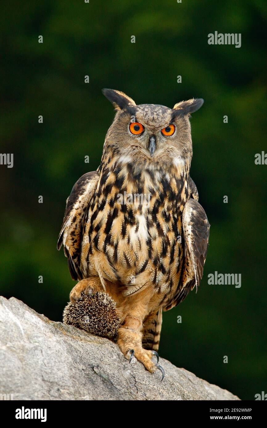 Grande OWL de l'aigle eurasien avec hérisson tué dans des talons, assis sur la pierre. Banque D'Images