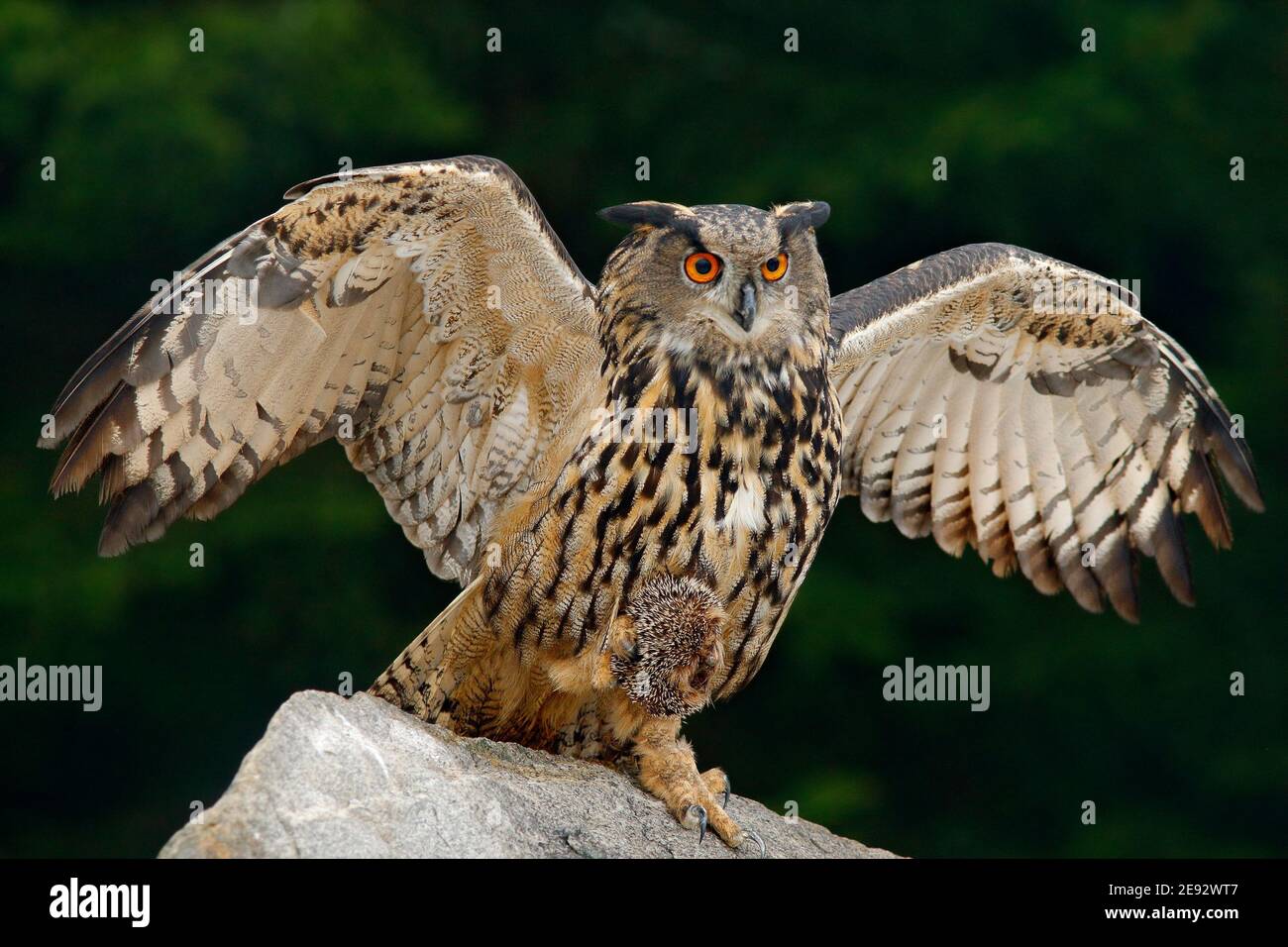 Grande OWL de l'aigle eurasien avec hérisson tué dans des talons, assis sur la pierre. Banque D'Images