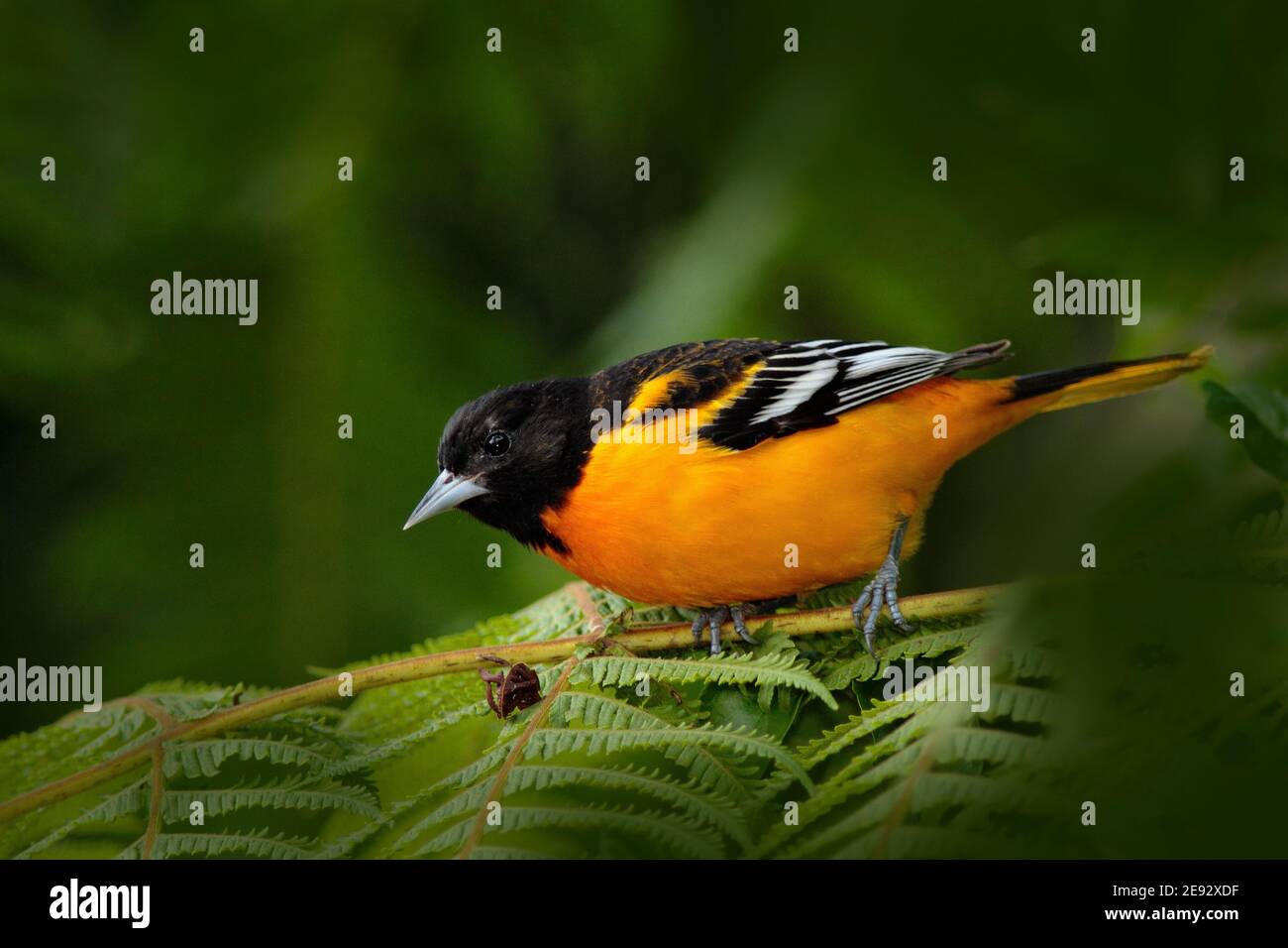 Baltimore Oriole, Icterus galbula, assis sur la branche verte de la mousse. Oiseau tropical dans l'habitat de la nature. Faune au Costa Rica. Banque D'Images