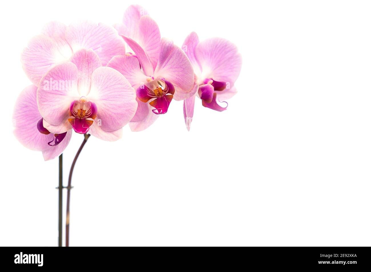 Belles fleurs d'orchidées de Phalaenopsis pourpres, isolées sur fond blanc. Orchidée dendrobium. Plusieurs fleurs. Fleur en fleur. Magnifique Banque D'Images