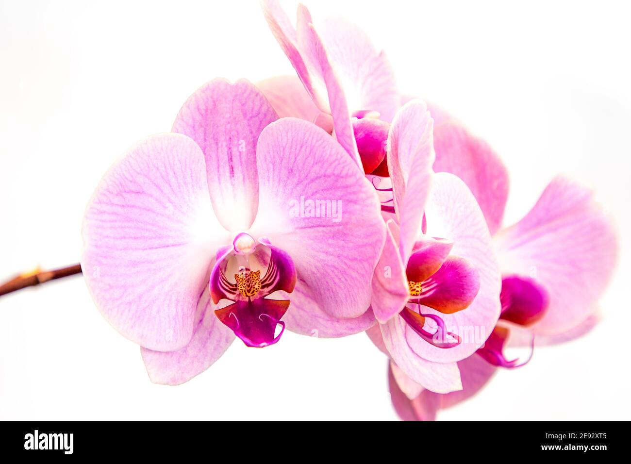 Belles fleurs d'orchidées de Phalaenopsis pourpres, isolées sur fond blanc. Orchidée dendrobium. Plusieurs fleurs. Fleur en fleur. Magnifique Banque D'Images