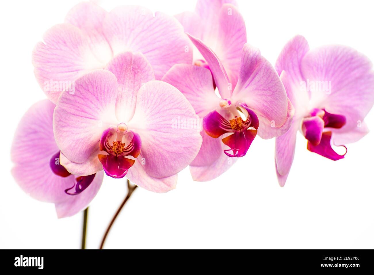 Belles fleurs d'orchidées de Phalaenopsis pourpres, isolées sur fond blanc. Orchidée dendrobium. Plusieurs fleurs. Fleur en fleur. Magnifique Banque D'Images