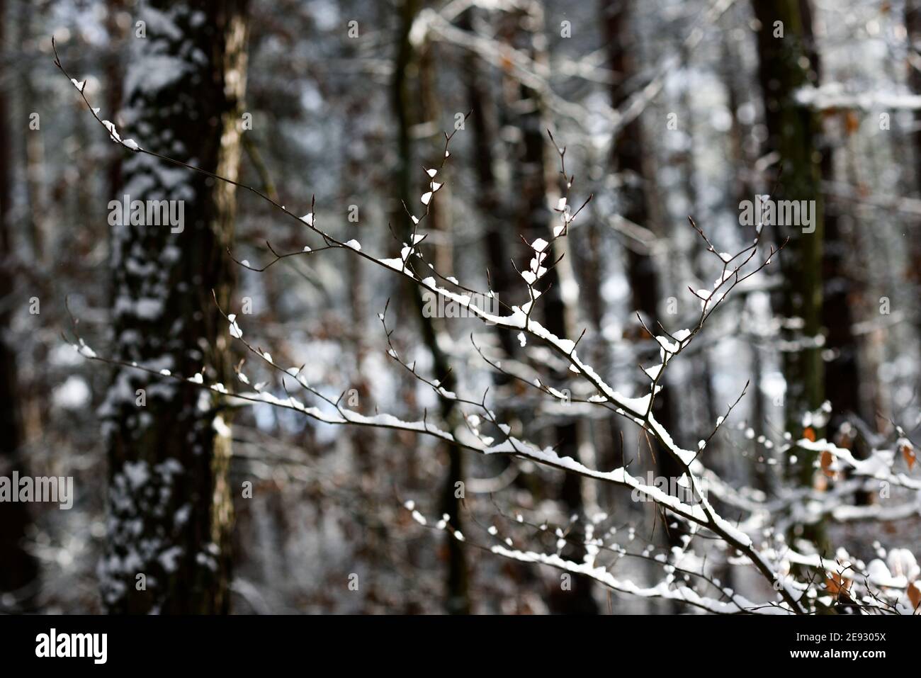 Une brindille dans la forêt, enneigée en hiver. Banque D'Images