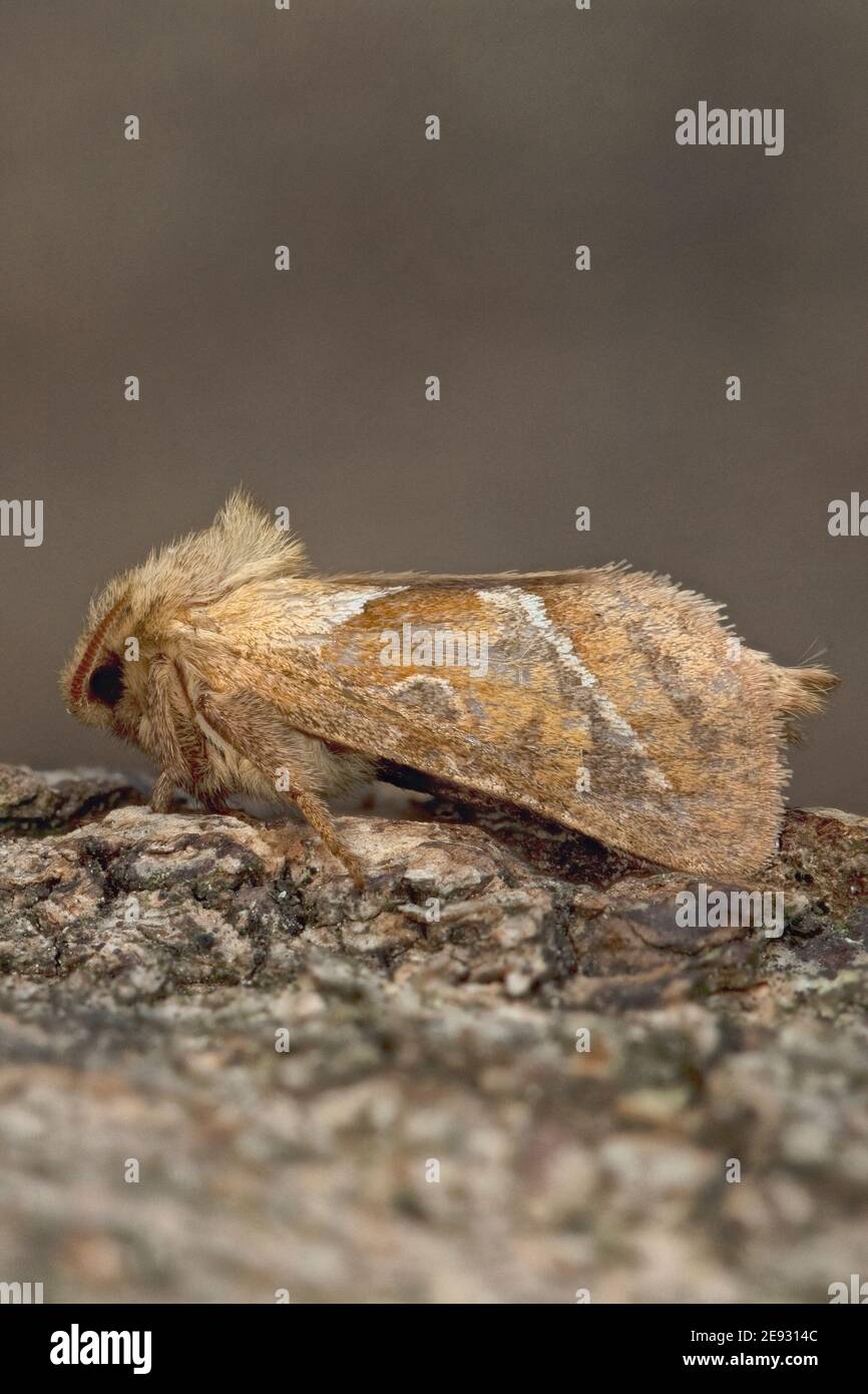 Orange Swift Moth (Triodia sylvina) Banque D'Images