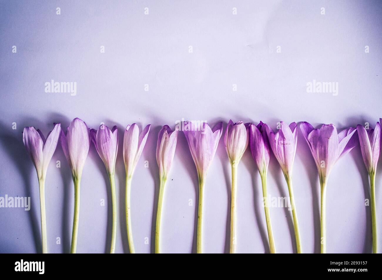 Crocus violets sur fond blanc. Photo de printemps du safran Banque D'Images