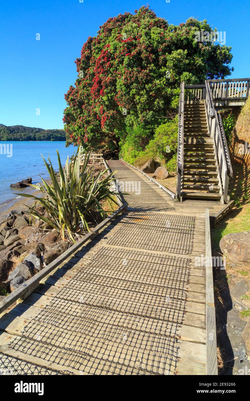 Promenade côtière à Raglan, en Nouvelle-Zélande, avec un pohutukawa en fleurs Banque D'Images