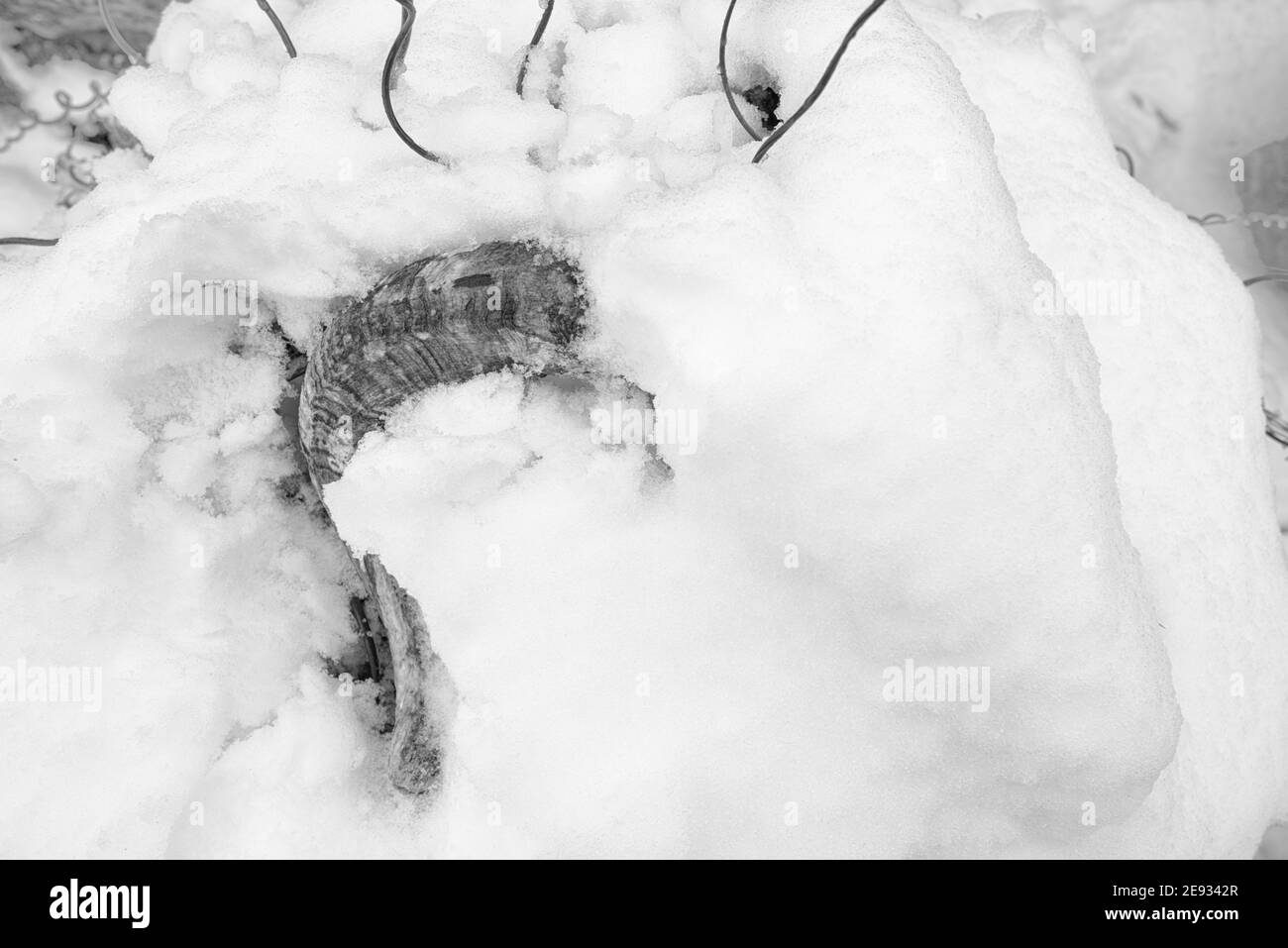 Neigé chez le mouton Banque D'Images