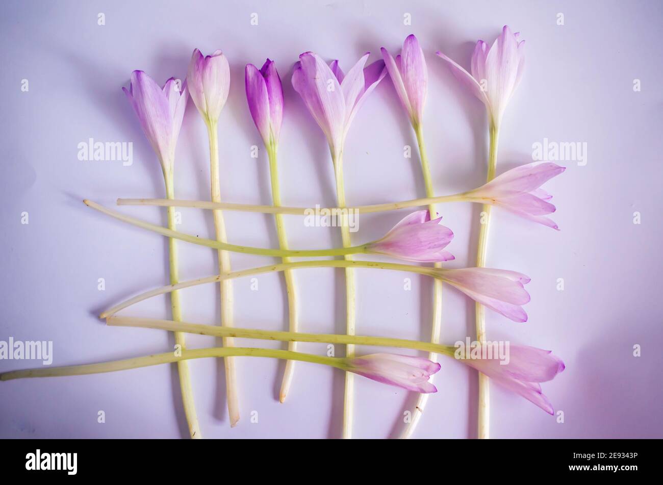 Crocus violets sur fond blanc. Photo de printemps du safran Banque D'Images