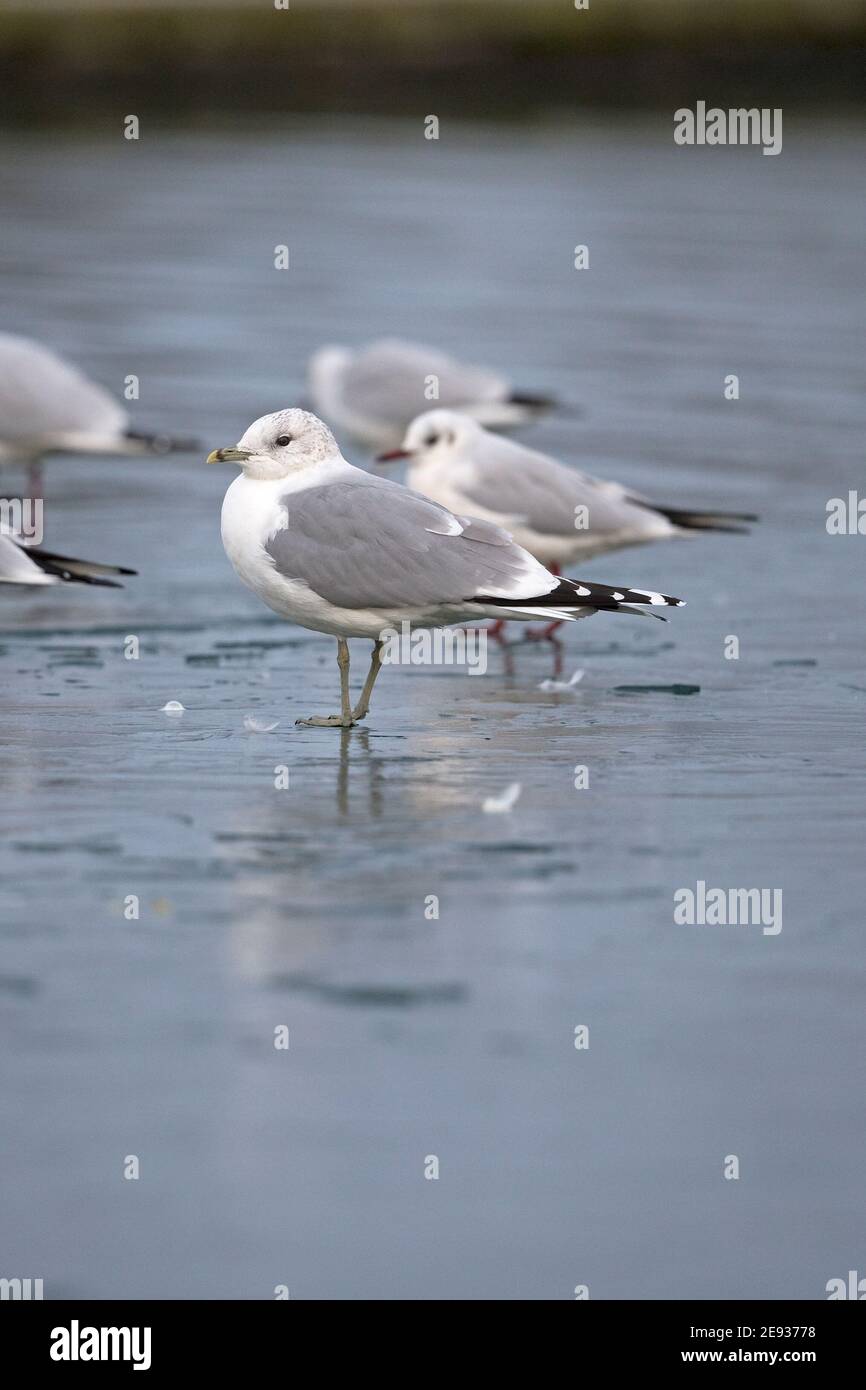 Goéland cendré (Larus canus) Banque D'Images