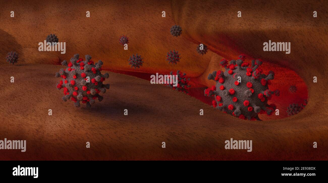 Comment le coronavirus (COV-SRAS-2) infecte les cellules humaines Banque D'Images