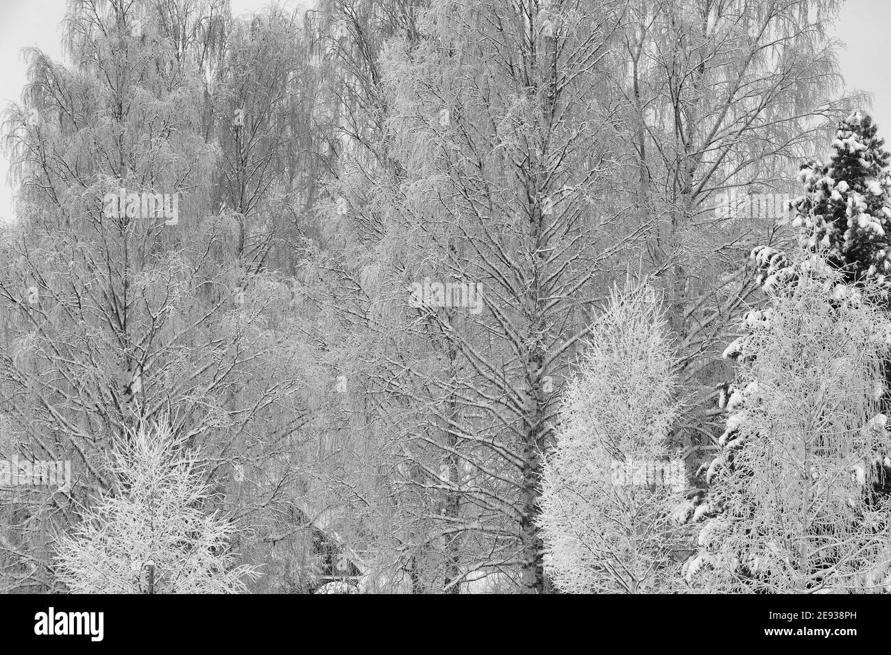 Les arbres se cristallisaient du froid en Laponie pendant l'hiver Banque D'Images