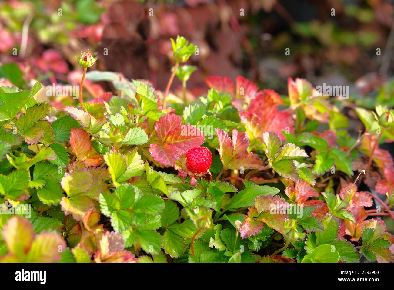 La fraise sauvage rouge pousse sur le Bush vert. Gros plan fraise. Cueillette de baies en forêt. Banque D'Images