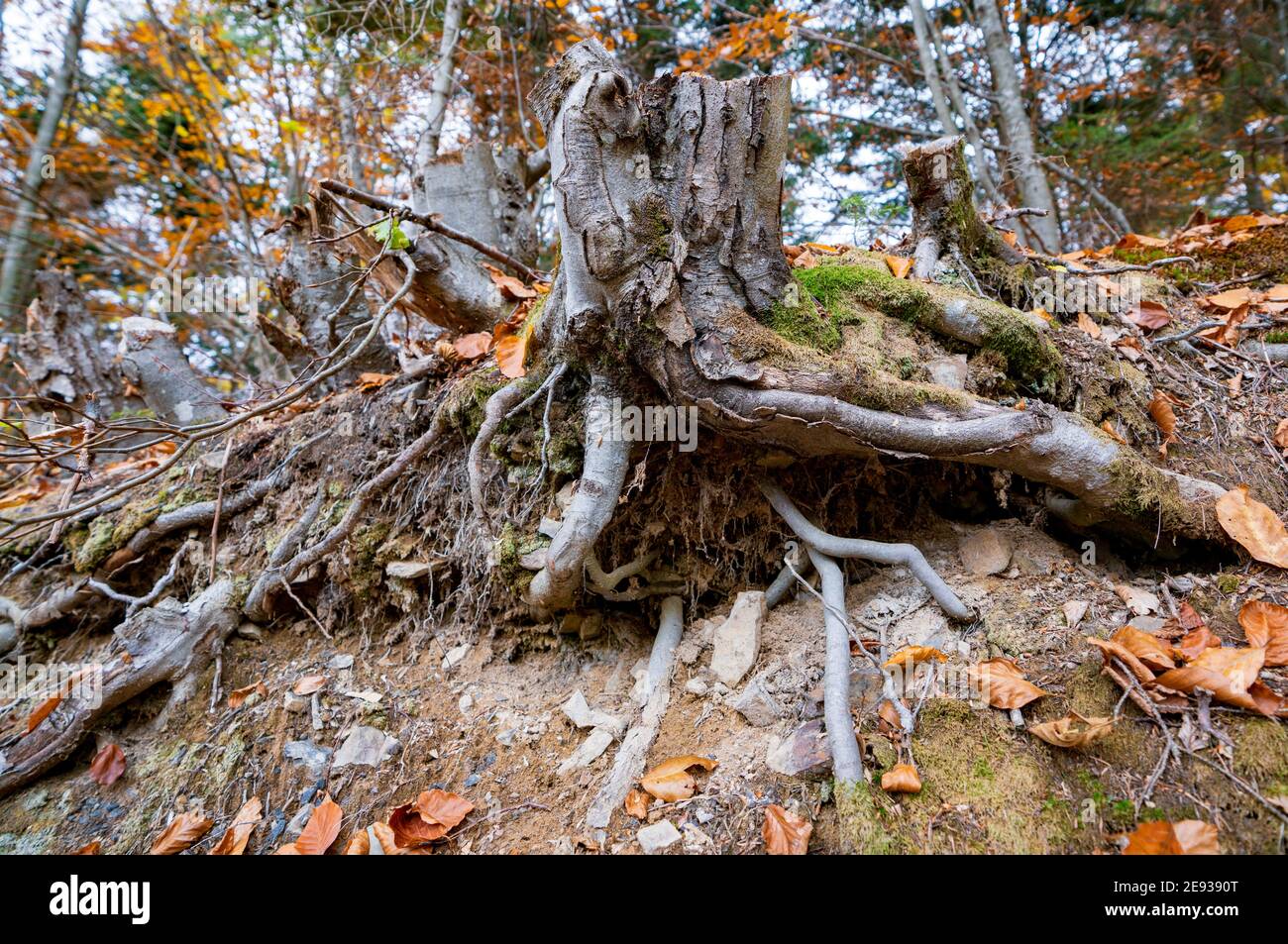 Ancienne souche pourrie parsemée de feuilles mortes multicolores dans un automne forêt dense et moisissure verte Banque D'Images