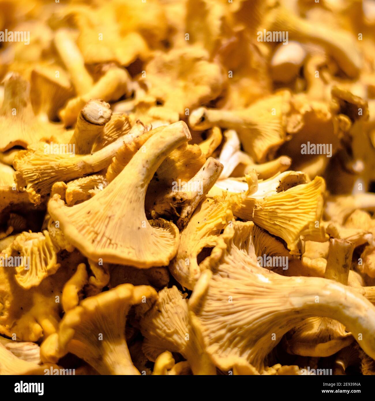 De nombreux champignons chanterelles dans la cuisine du restaurant Banque D'Images