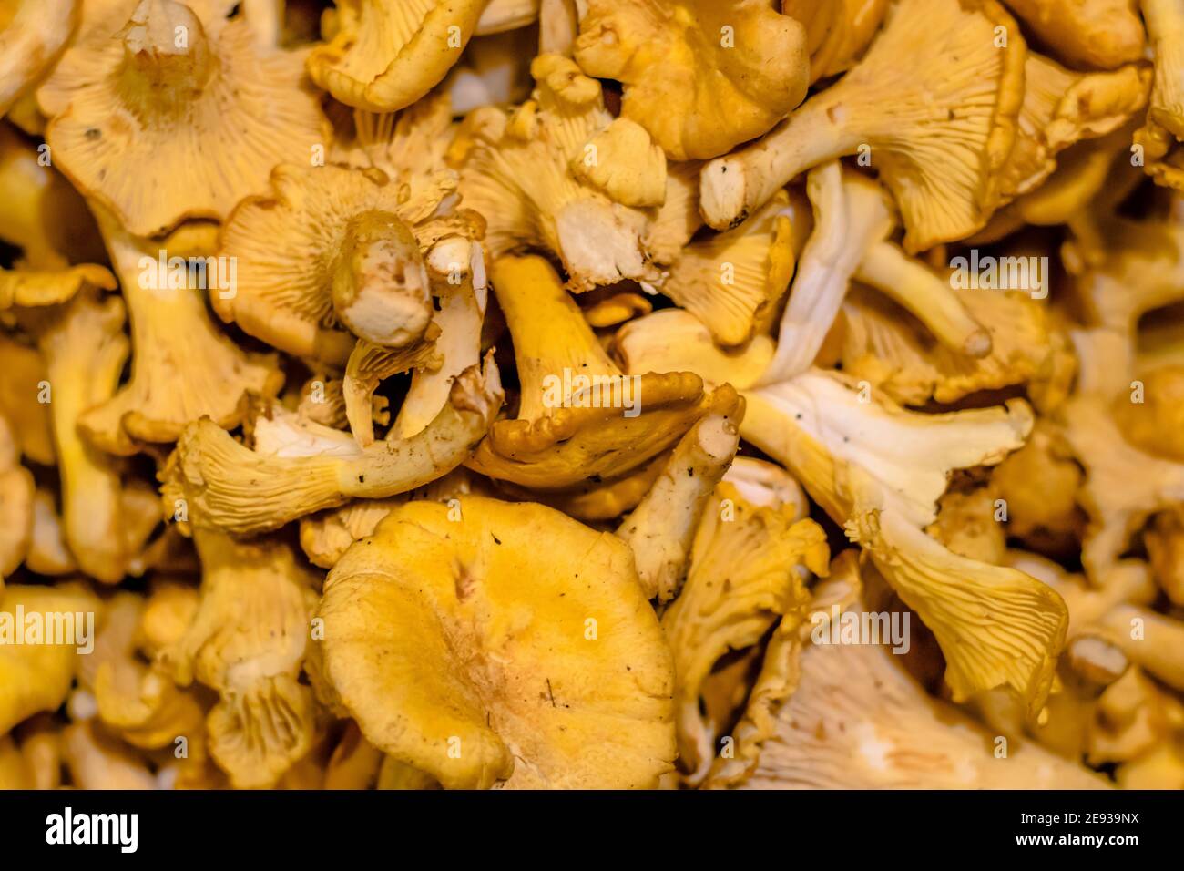 De nombreux champignons chanterelles dans la cuisine du restaurant Banque D'Images