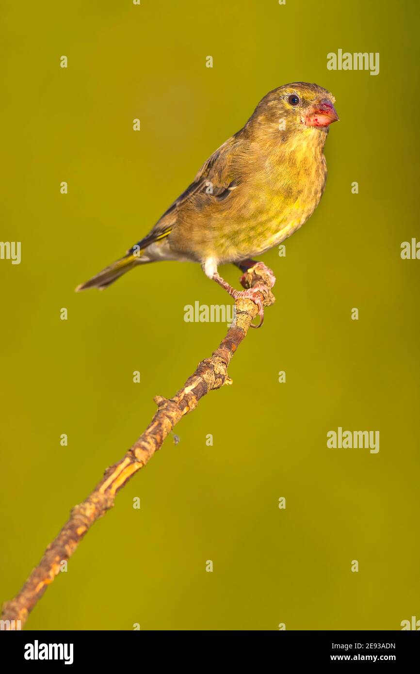 Femelle Greenfinch, Carduelis chloris, Étang forestier, Forêt méditerranéenne, Castille et Leon, Espagne, Europe Banque D'Images