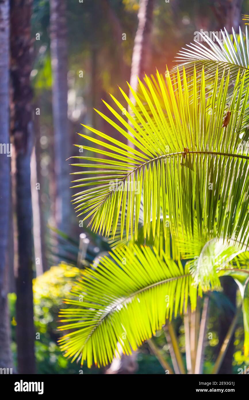 Feuille de palmier vert à la lumière du soleil Banque D'Images