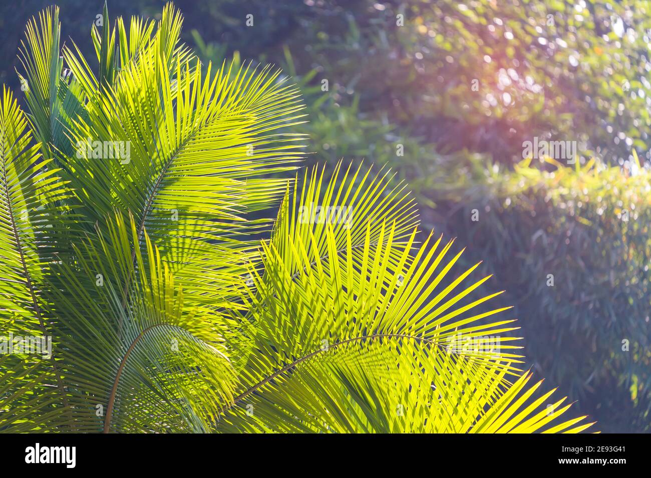 Feuille de palmier vert à la lumière du soleil Banque D'Images