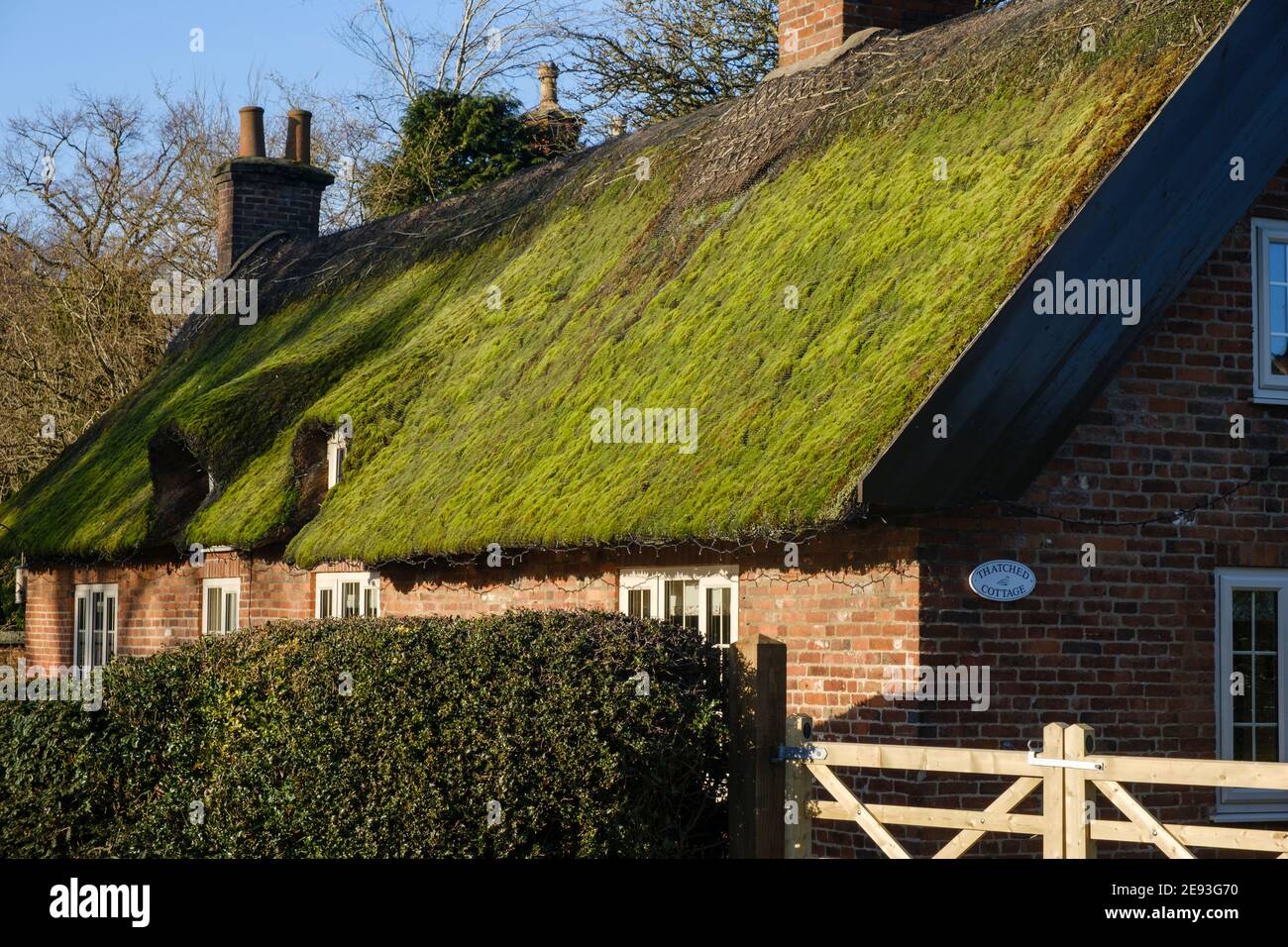 Mousse verte poussant sur un toit de chaume, Osmaston, Derbyshire Banque D'Images