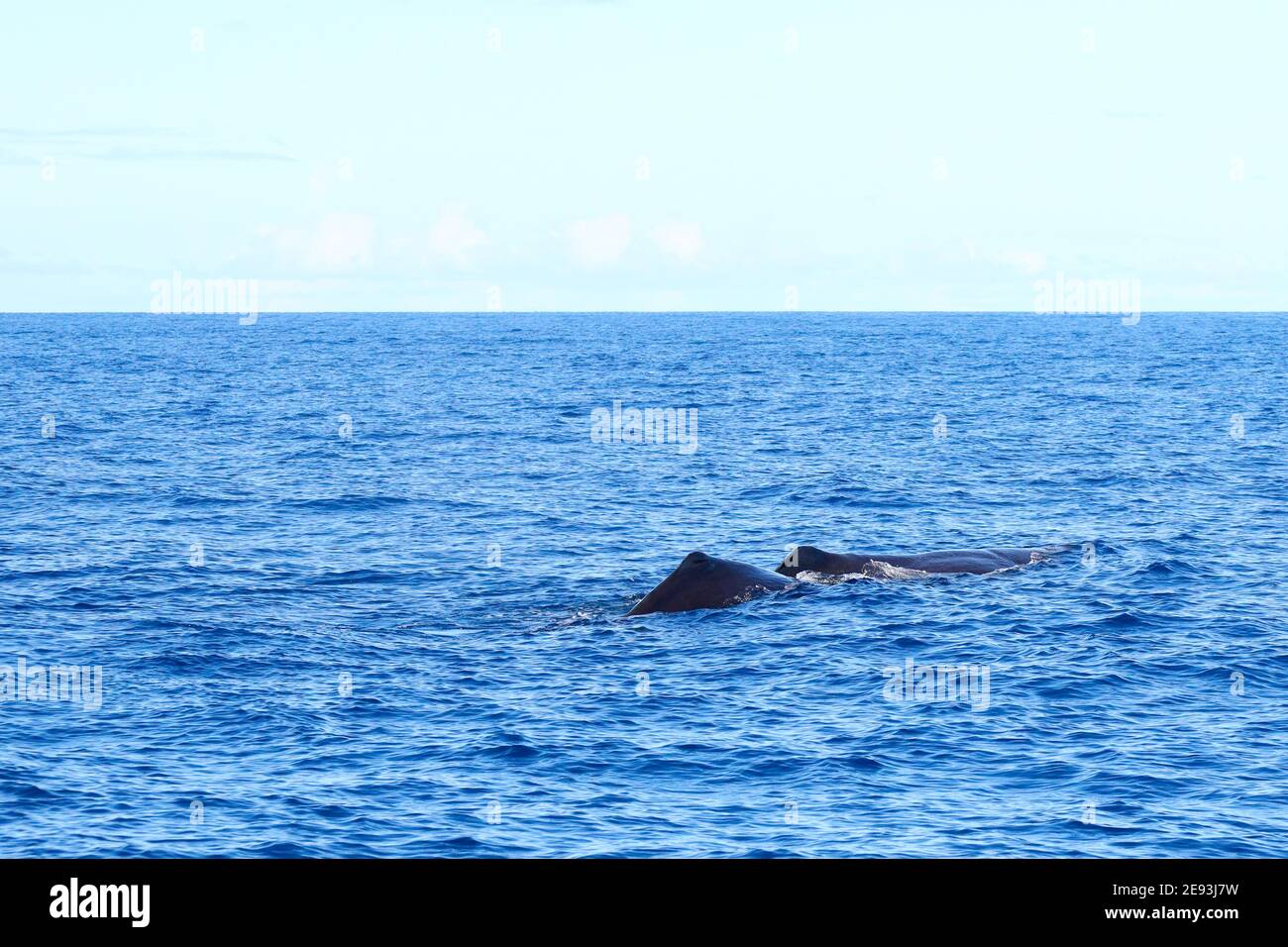 Nageoires de baleine de mère et de bébé en mer comme des requins Banque D'Images