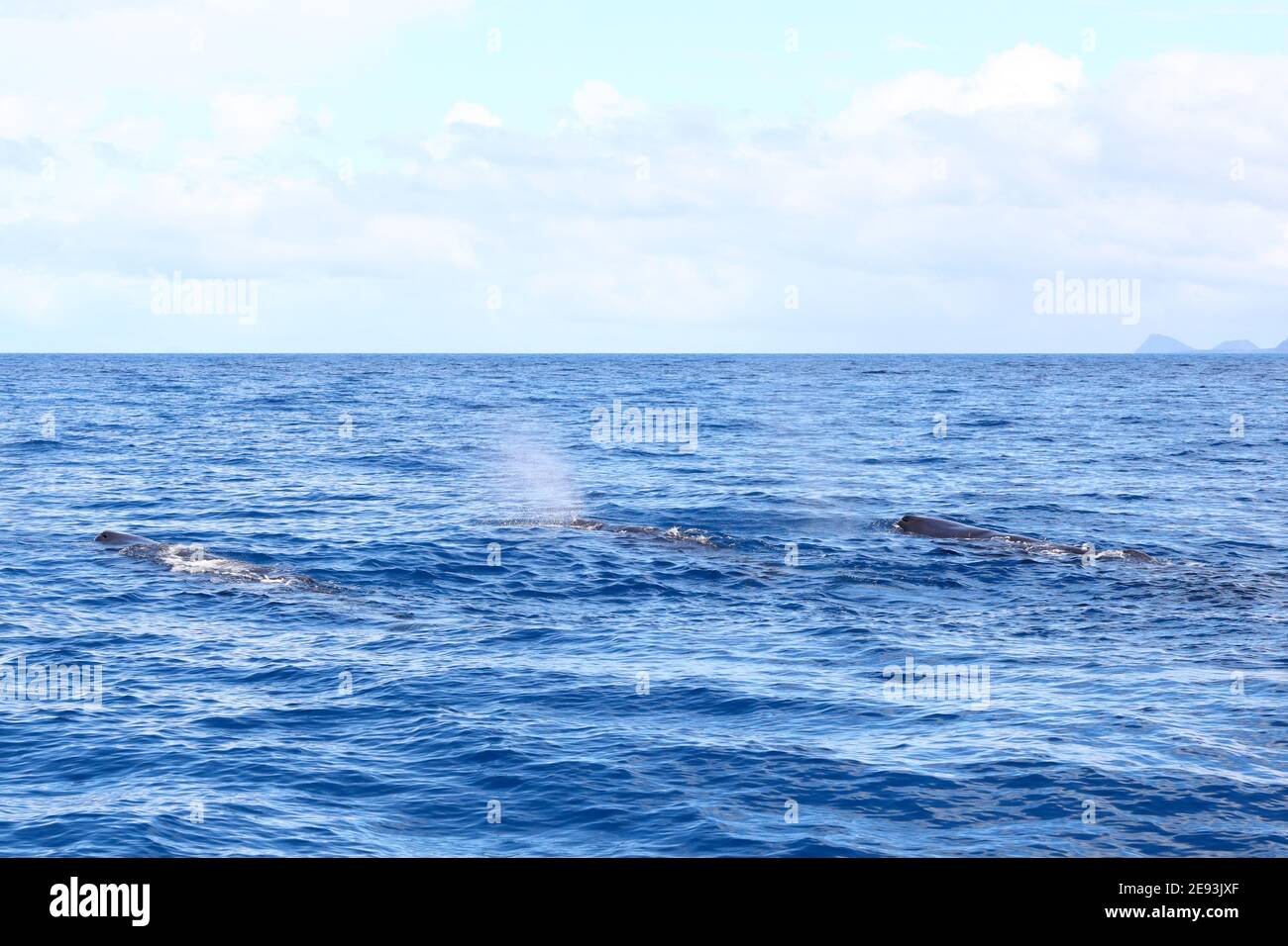 Trois spermatozoïdes baleines font un chemin dans la mer des Caraïbes vers Dominique Banque D'Images