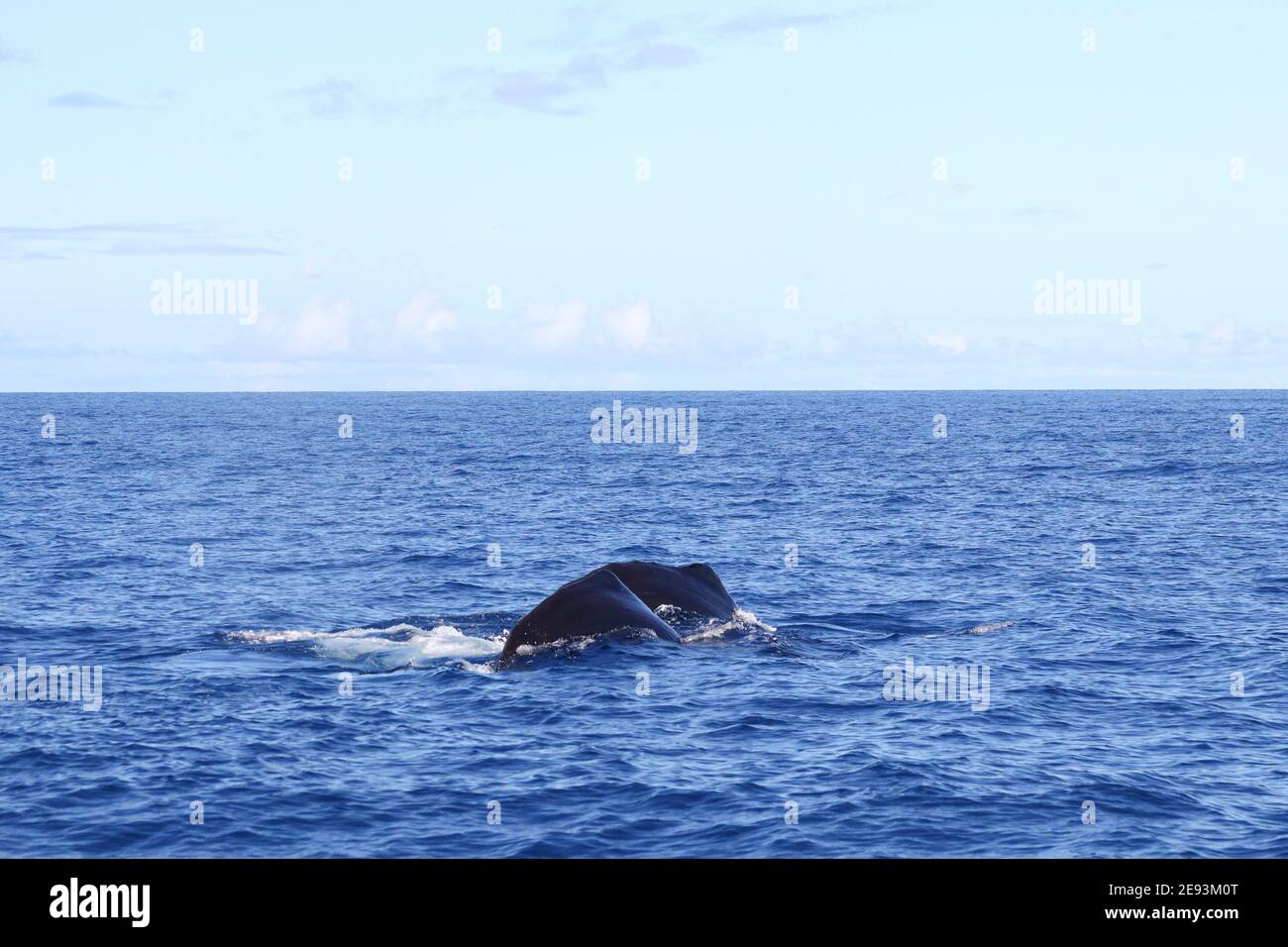 Plongée de cachalots dans la mer des Caraïbes au large de la Dominique Banque D'Images