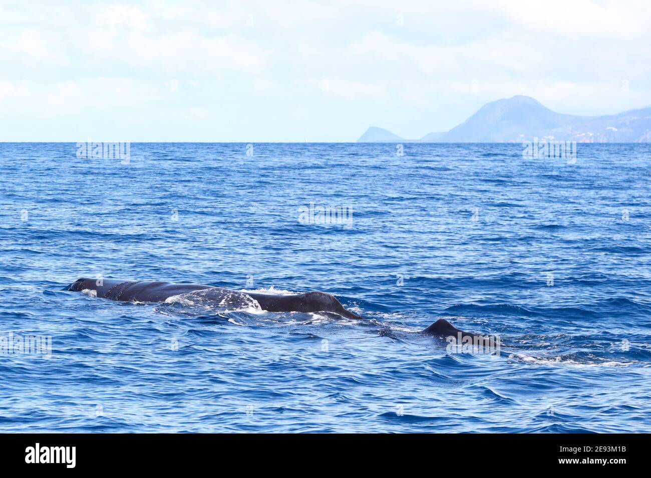 Cachalot de mère et de veau en mer dans les Caraïbes Hors de la Dominique Banque D'Images