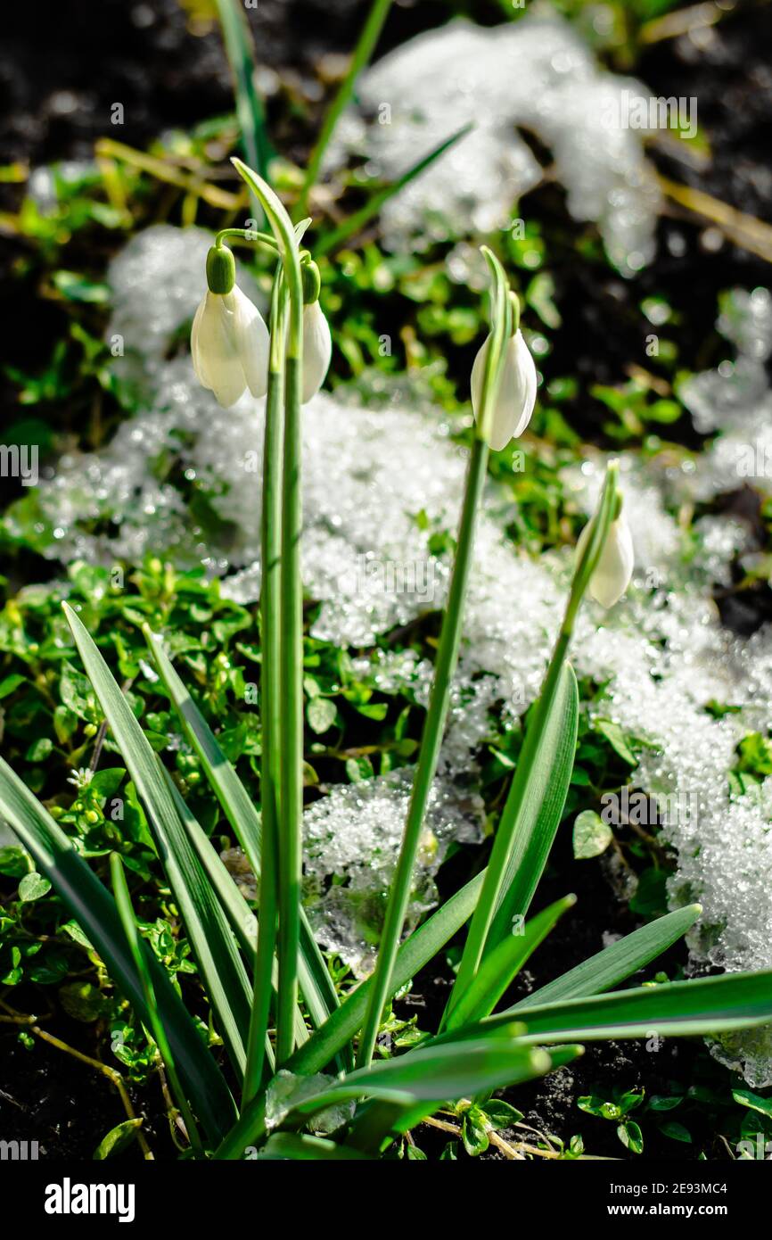 Des gouttes de neige fraîches au milieu de la mousse dans le jardin pendant midi et couvert par la lumière du soleil Banque D'Images