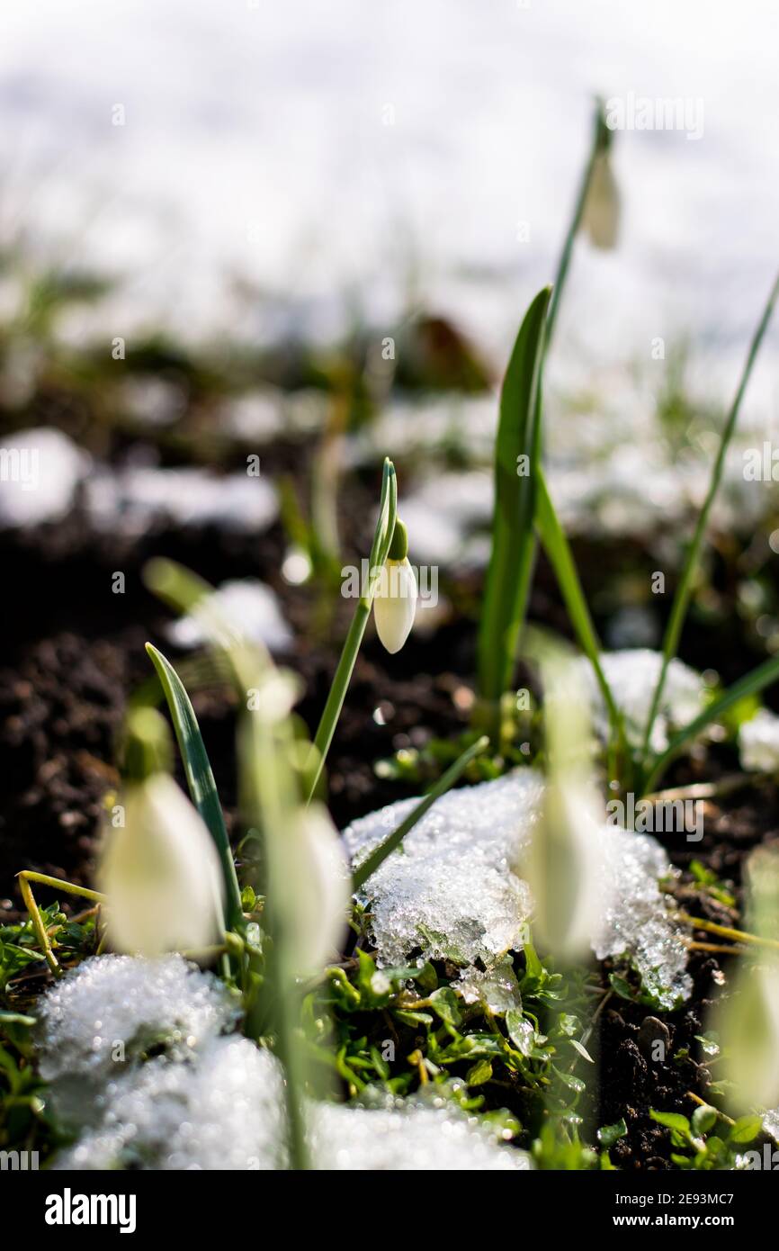 Des gouttes de neige fraîches au milieu de la mousse dans le jardin pendant midi et couvert par la lumière du soleil Banque D'Images