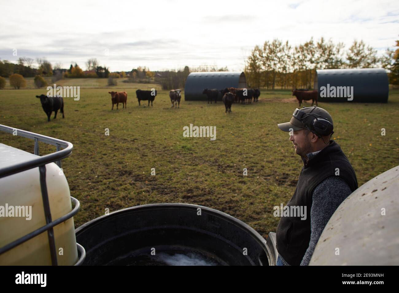 Agriculteur versant de l'eau pour le bétail Banque D'Images