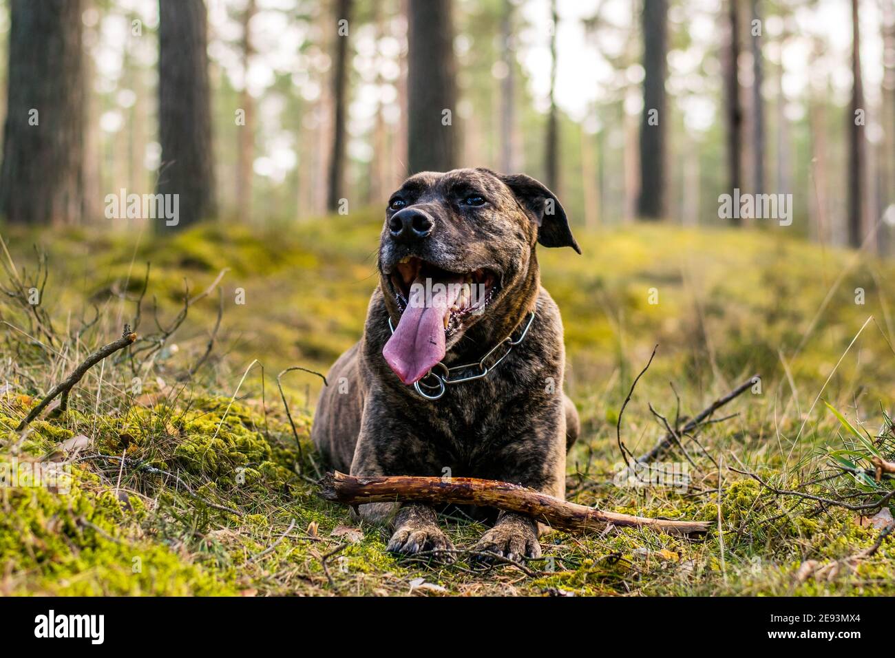 Pitbull dans une forêt pendant le printemps Banque D'Images