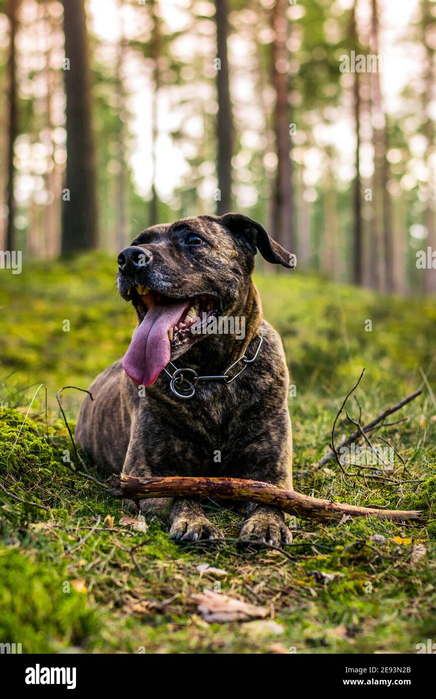 Pitbull dans une forêt pendant le printemps Banque D'Images
