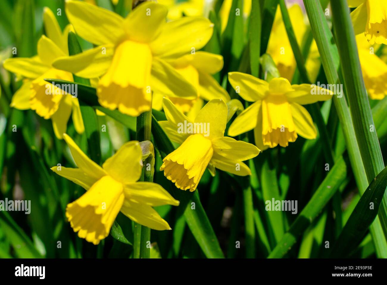Jonquilles jaune dans un jardin au printemps Banque D'Images