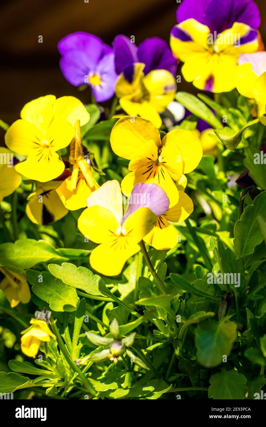 Plantes de fleurs de alto dans un jardin au printemps Banque D'Images